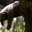 1753-Ant eater